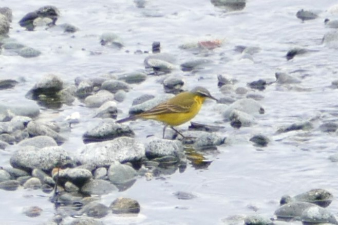 Eastern Yellow Wagtail - Peter Kennedy