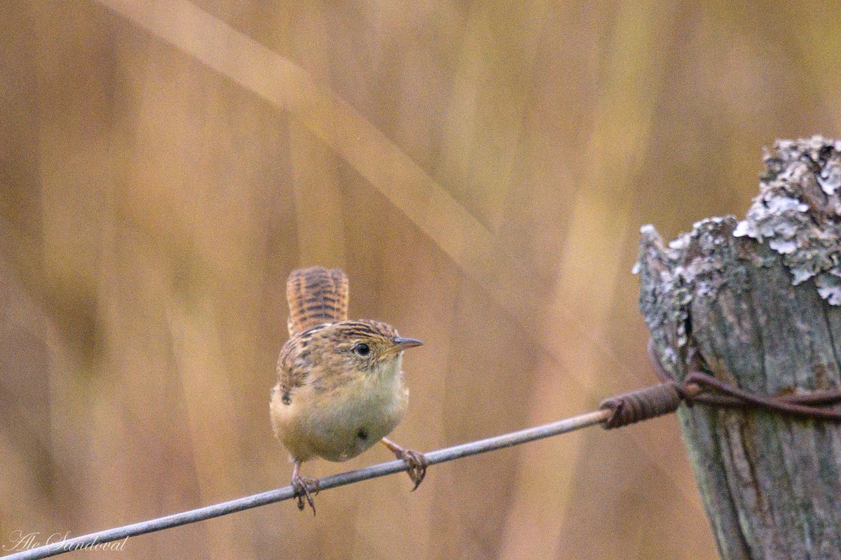 Grass Wren - ML618998327