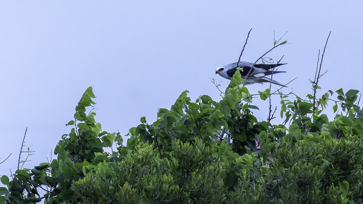 White-tailed Kite - Robert Tizard