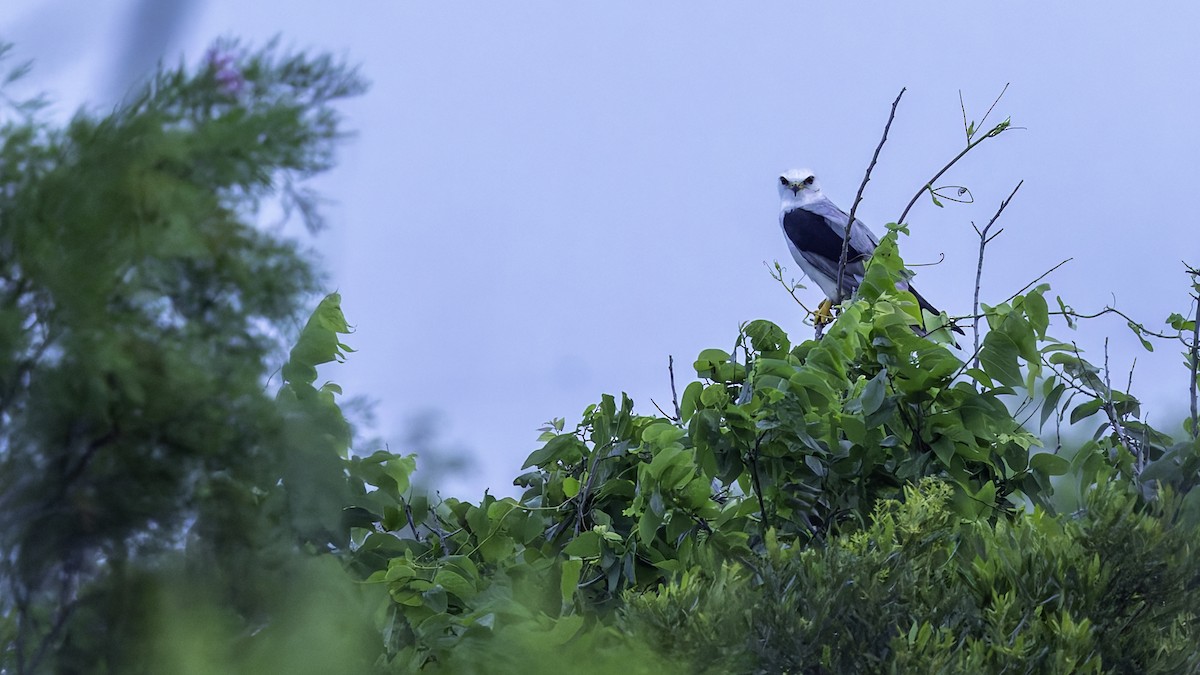 White-tailed Kite - Robert Tizard