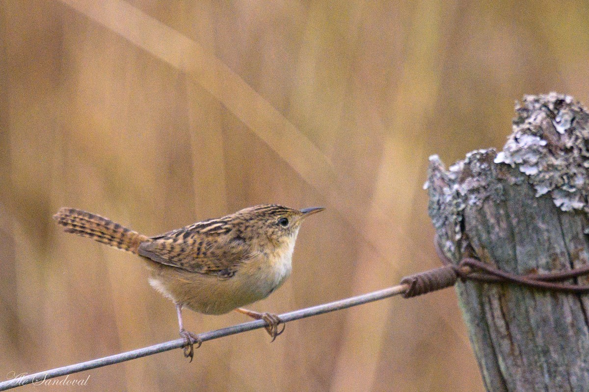 Grass Wren - ML618998378