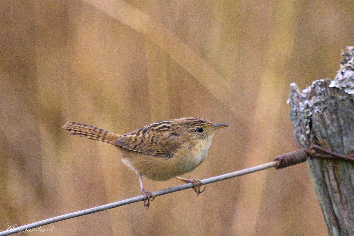 Grass Wren - ML618998379