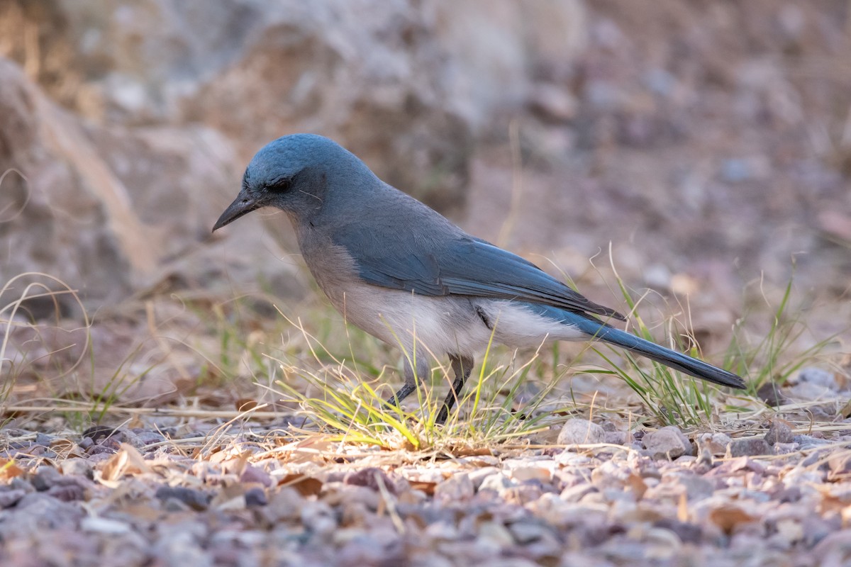 Mexican Jay - ML618998389