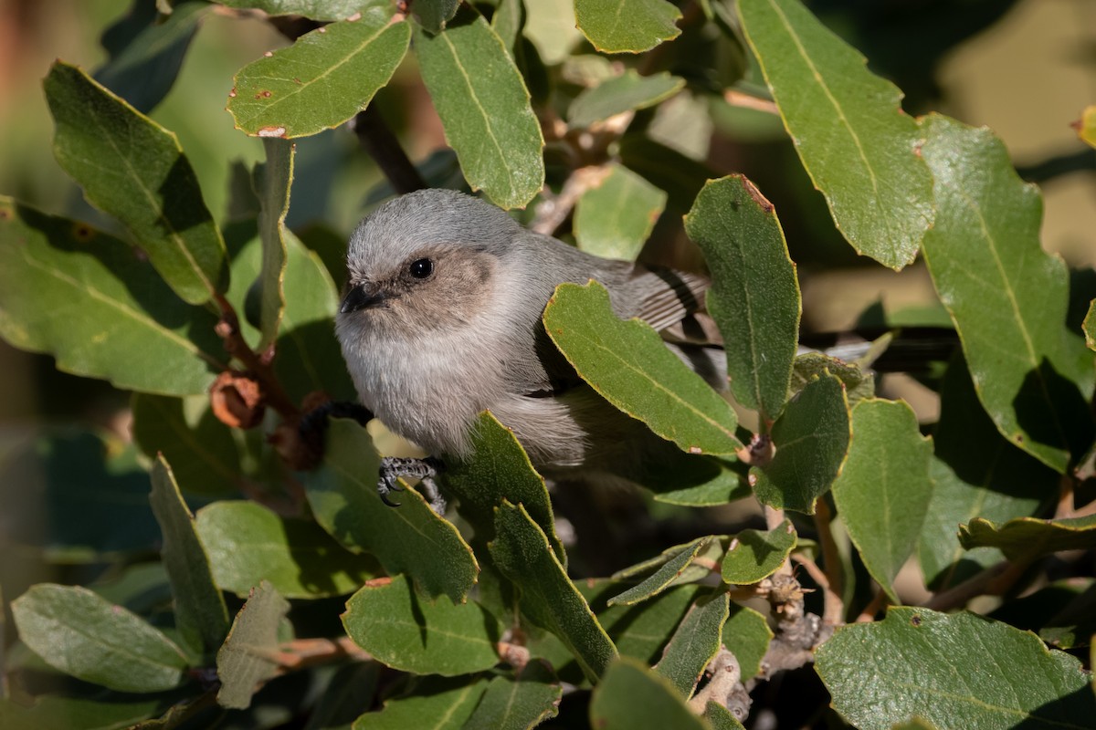 Bushtit - Henrey Deese