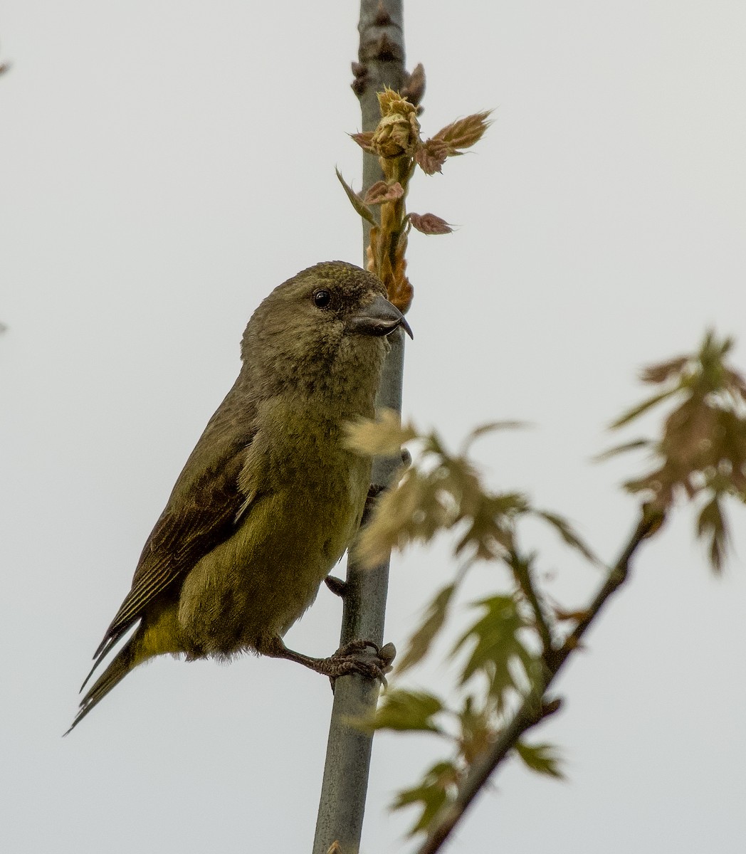 Red Crossbill - ML618998432