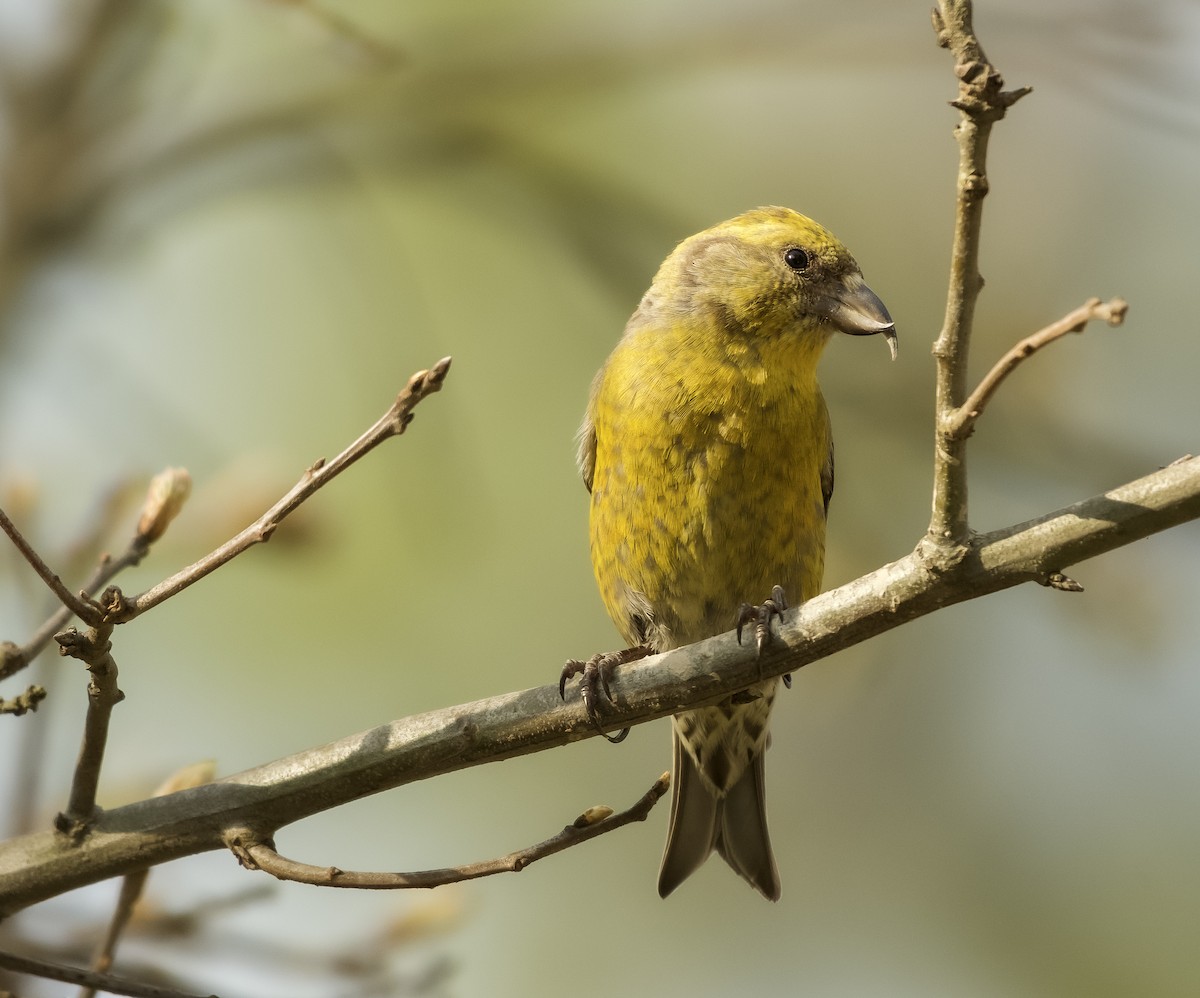 Red Crossbill - ML618998433