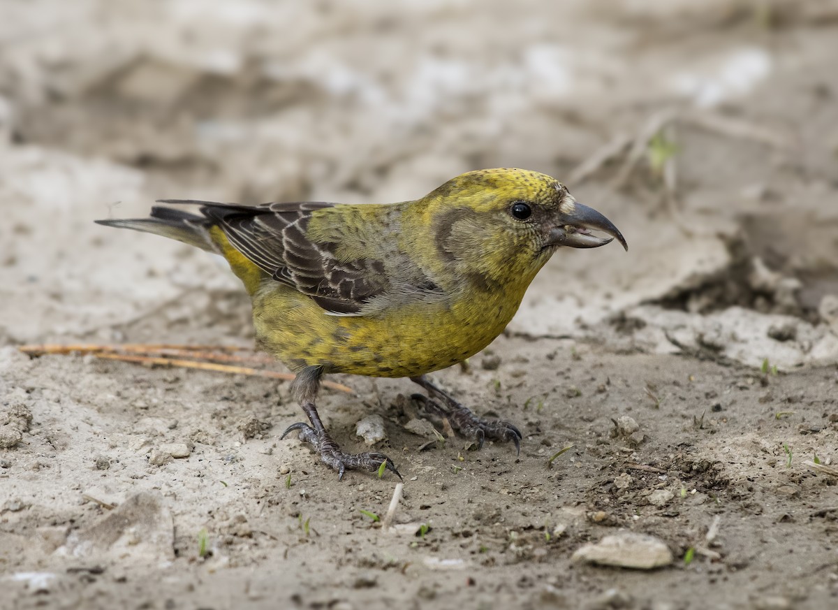 Red Crossbill - ML618998434