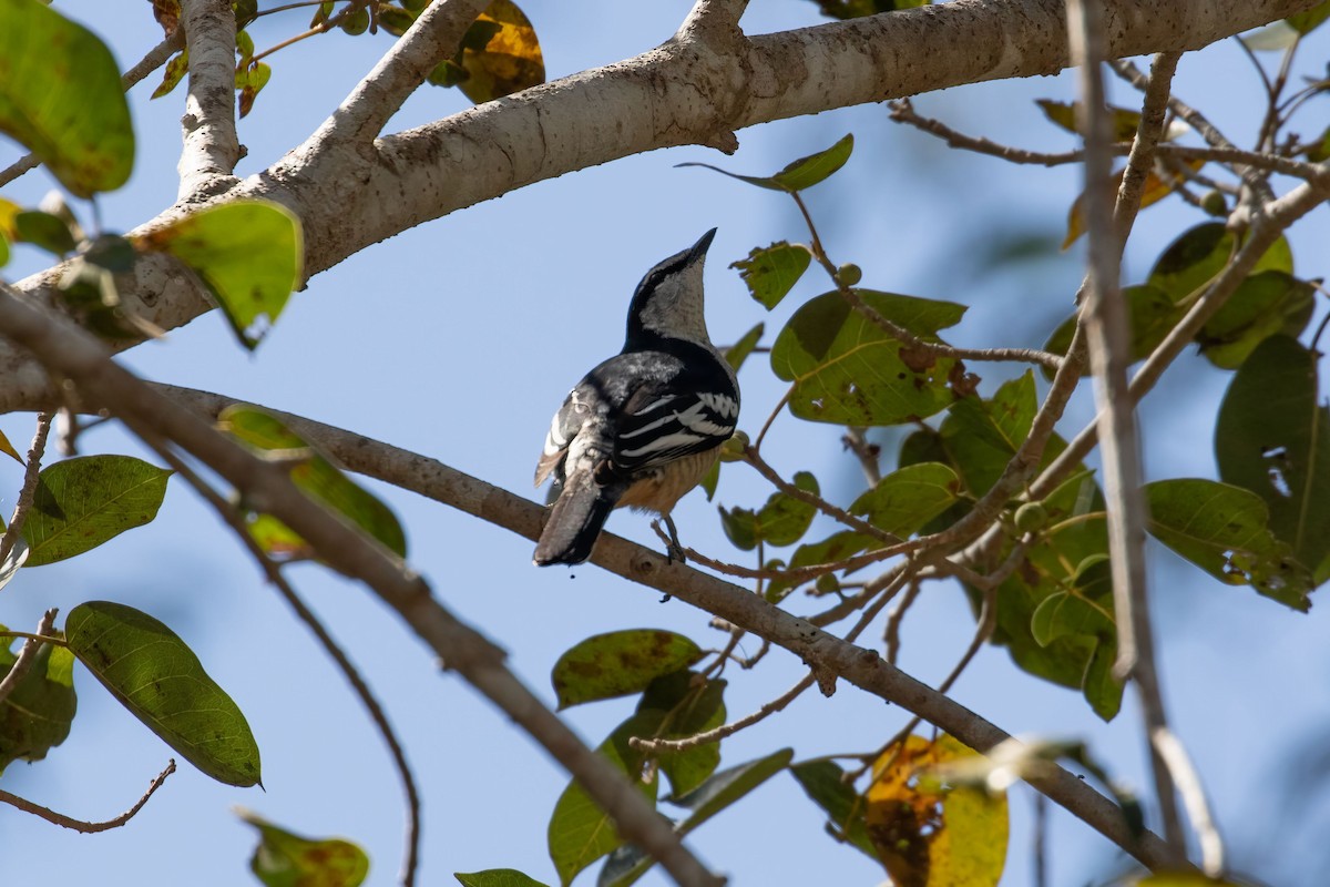 Varied Triller - JK Malkoha