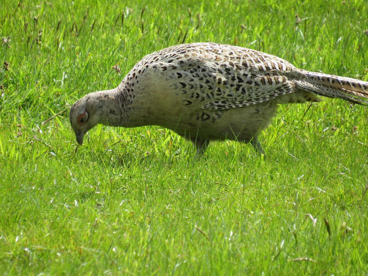 Ring-necked Pheasant - Sally Bergquist