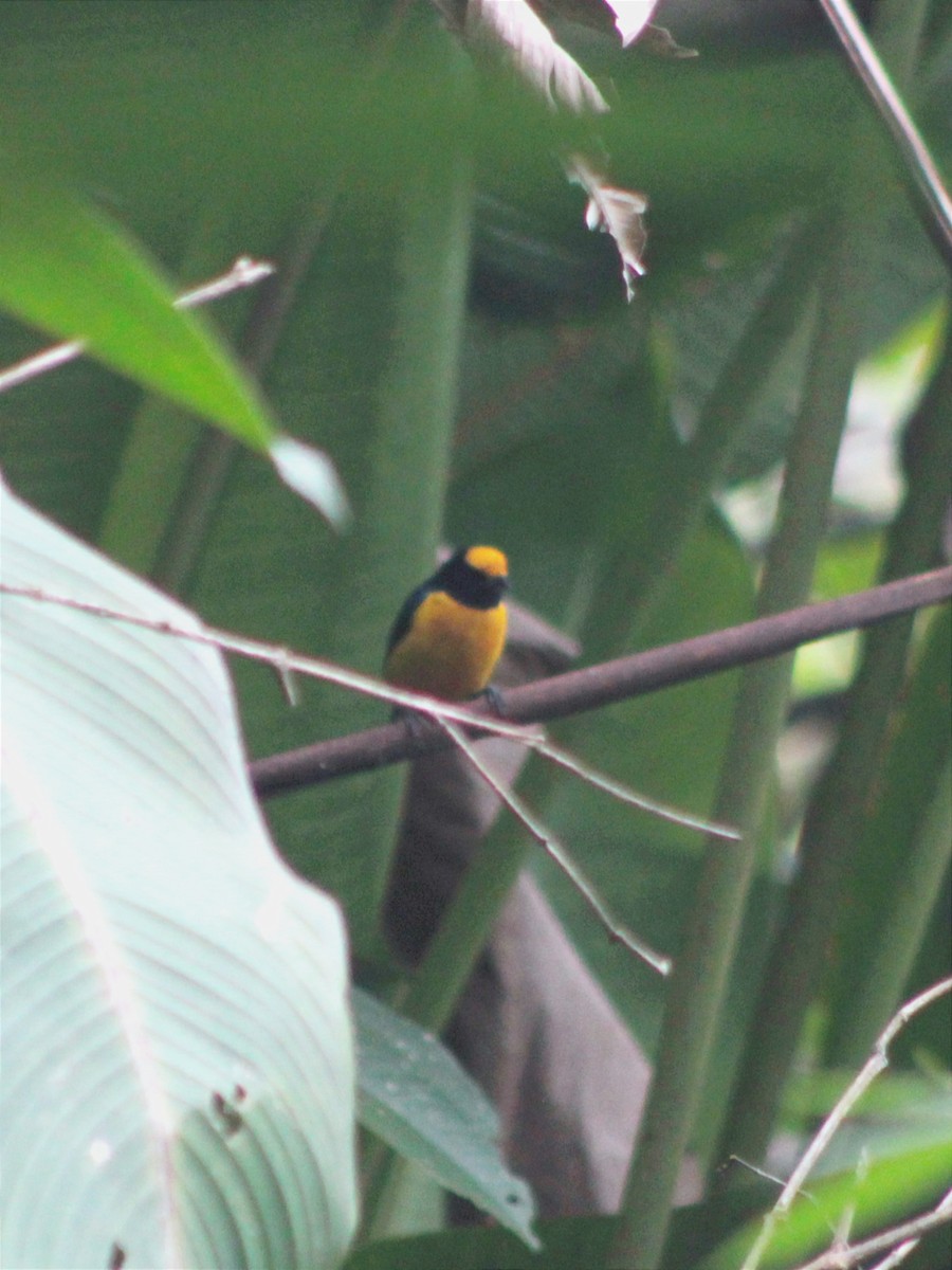 Orange-bellied Euphonia - Andres Rivera higuera