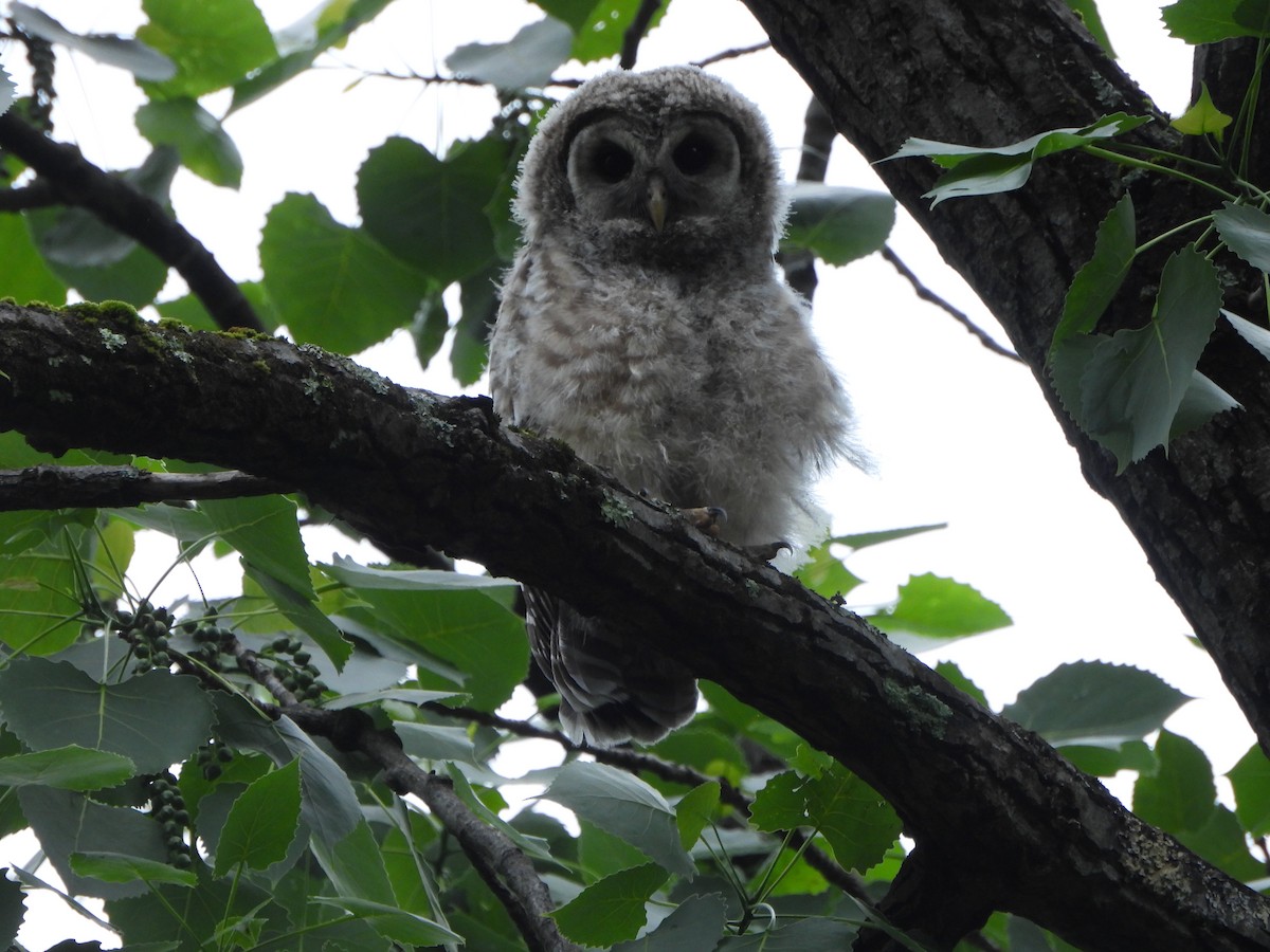 Barred Owl - Pete Huffer