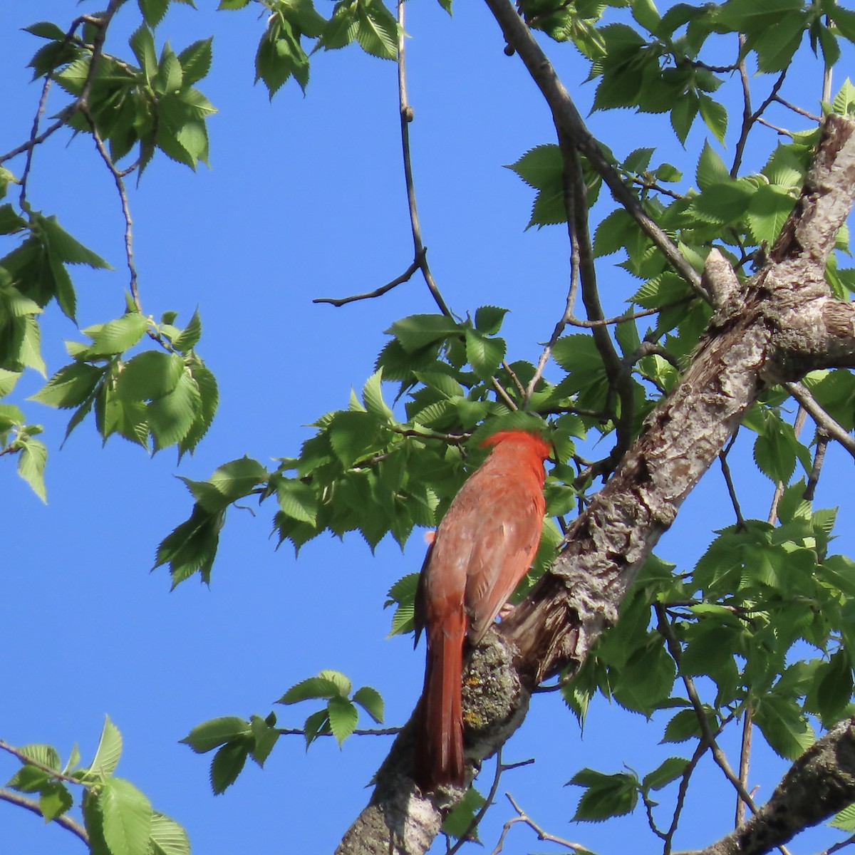 Northern Cardinal - Jocelyn K