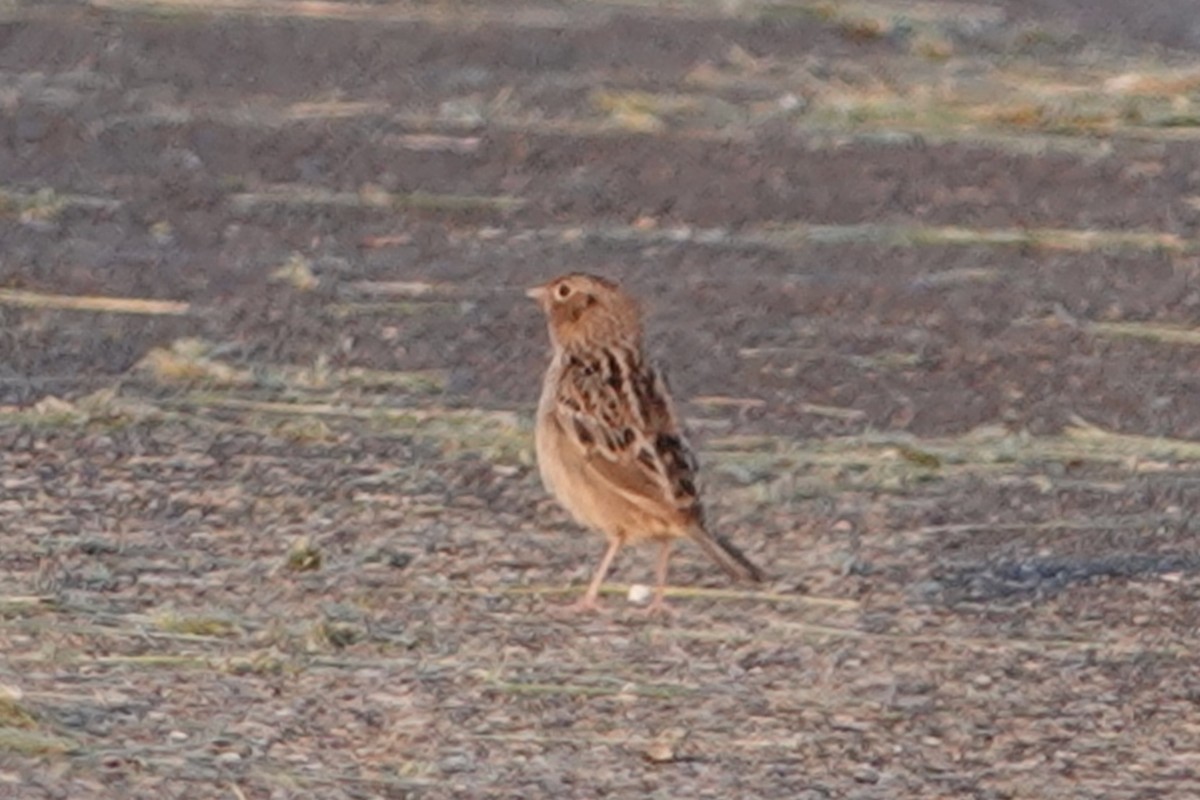 Grasshopper Sparrow - ML618998565