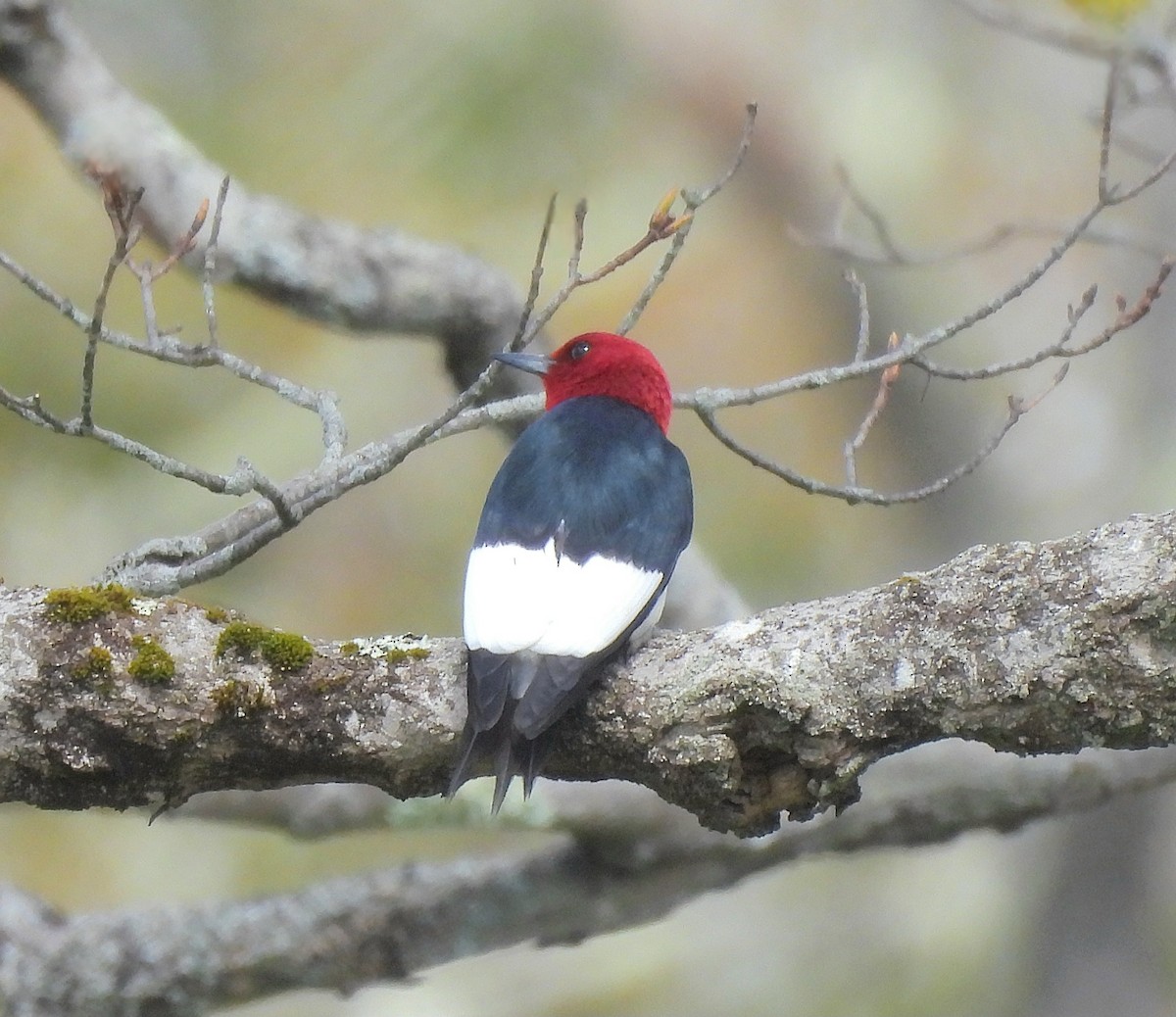 Red-headed Woodpecker - ML618998622