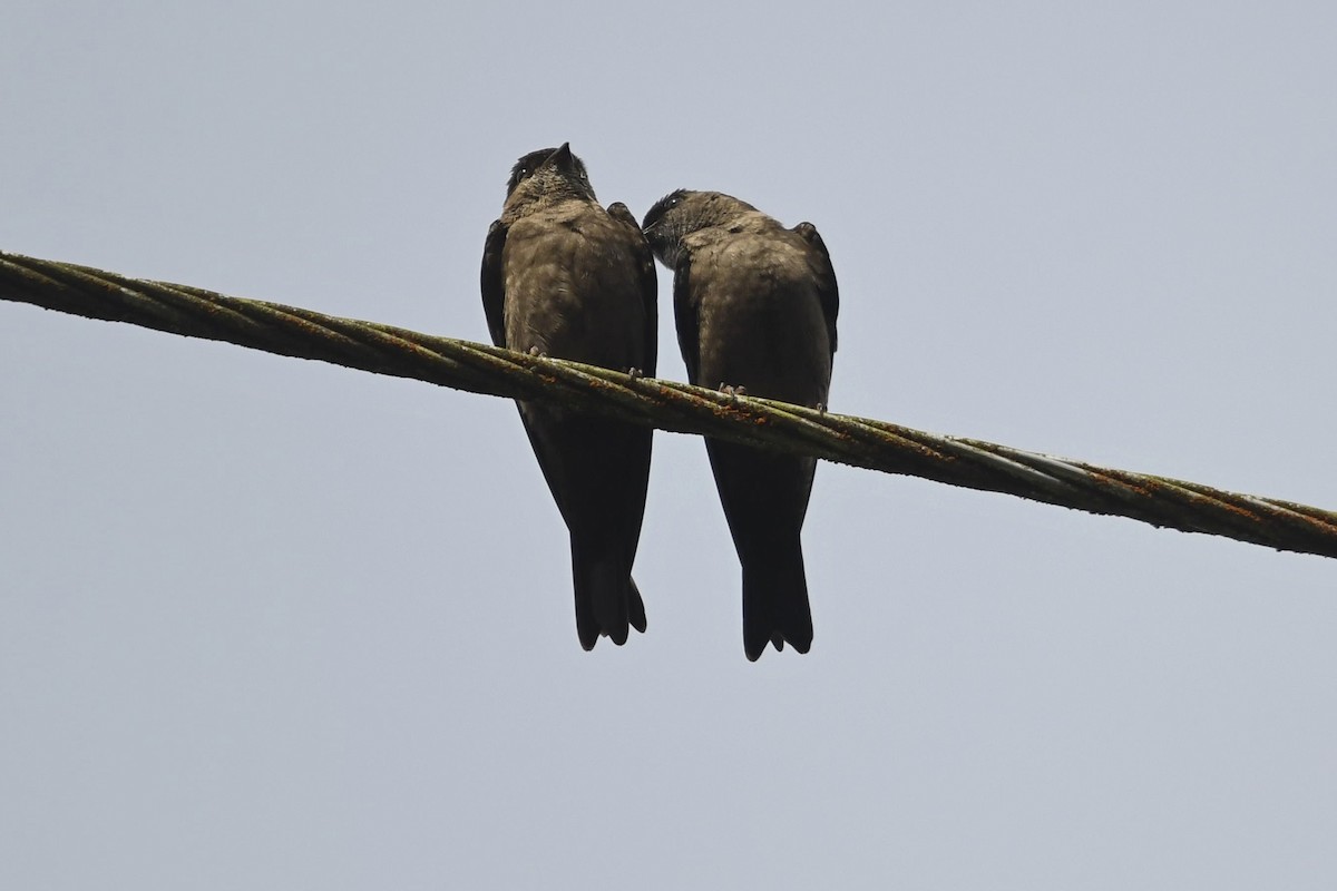White-thighed Swallow - Fernando Cediel Nacumero Birding