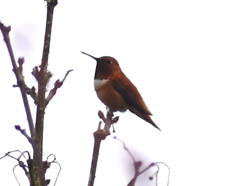 Rufous Hummingbird - M. Rogers