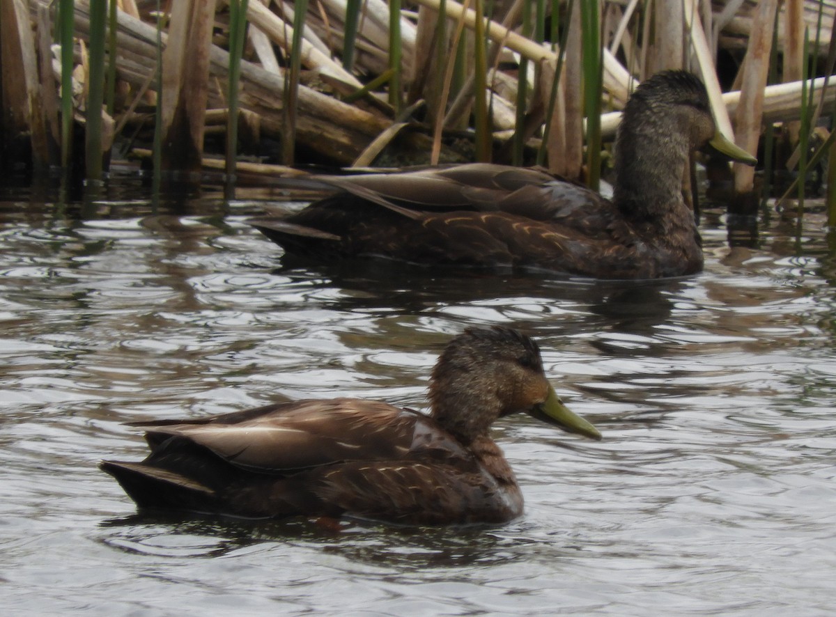 American Black Duck - ML618998659