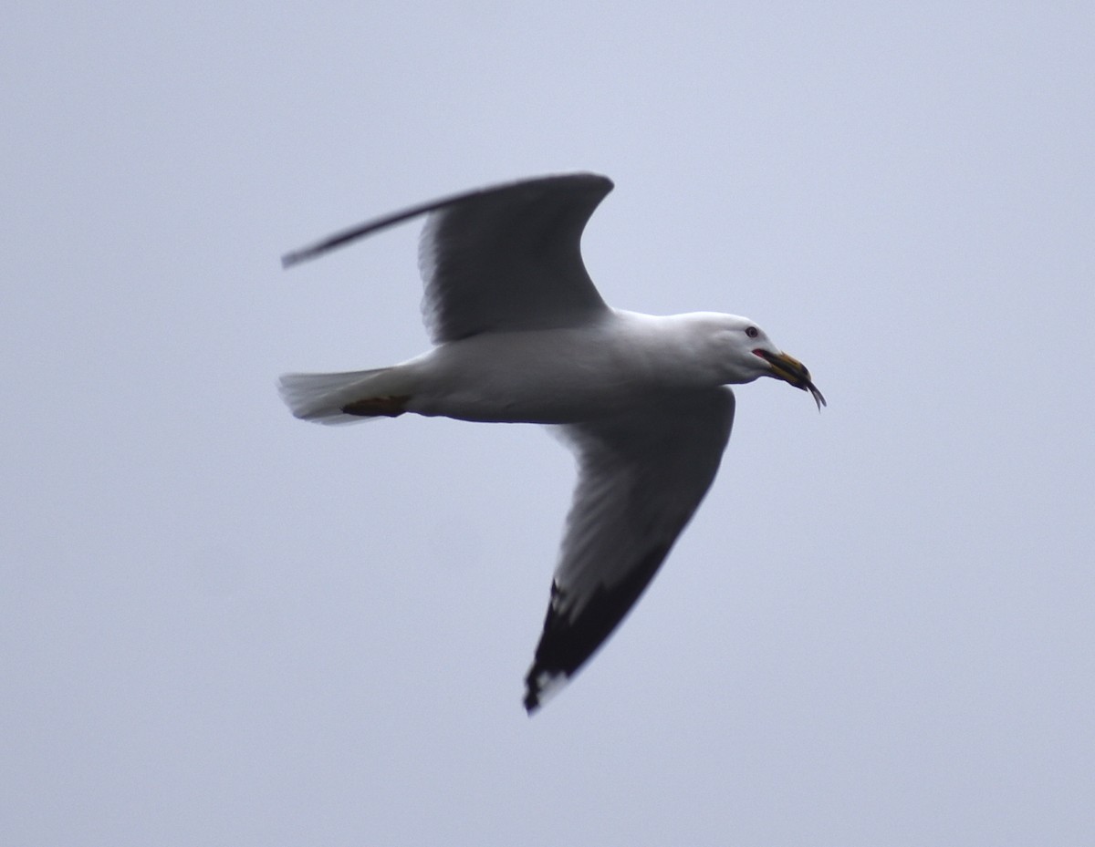 Ring-billed Gull - ML618998663