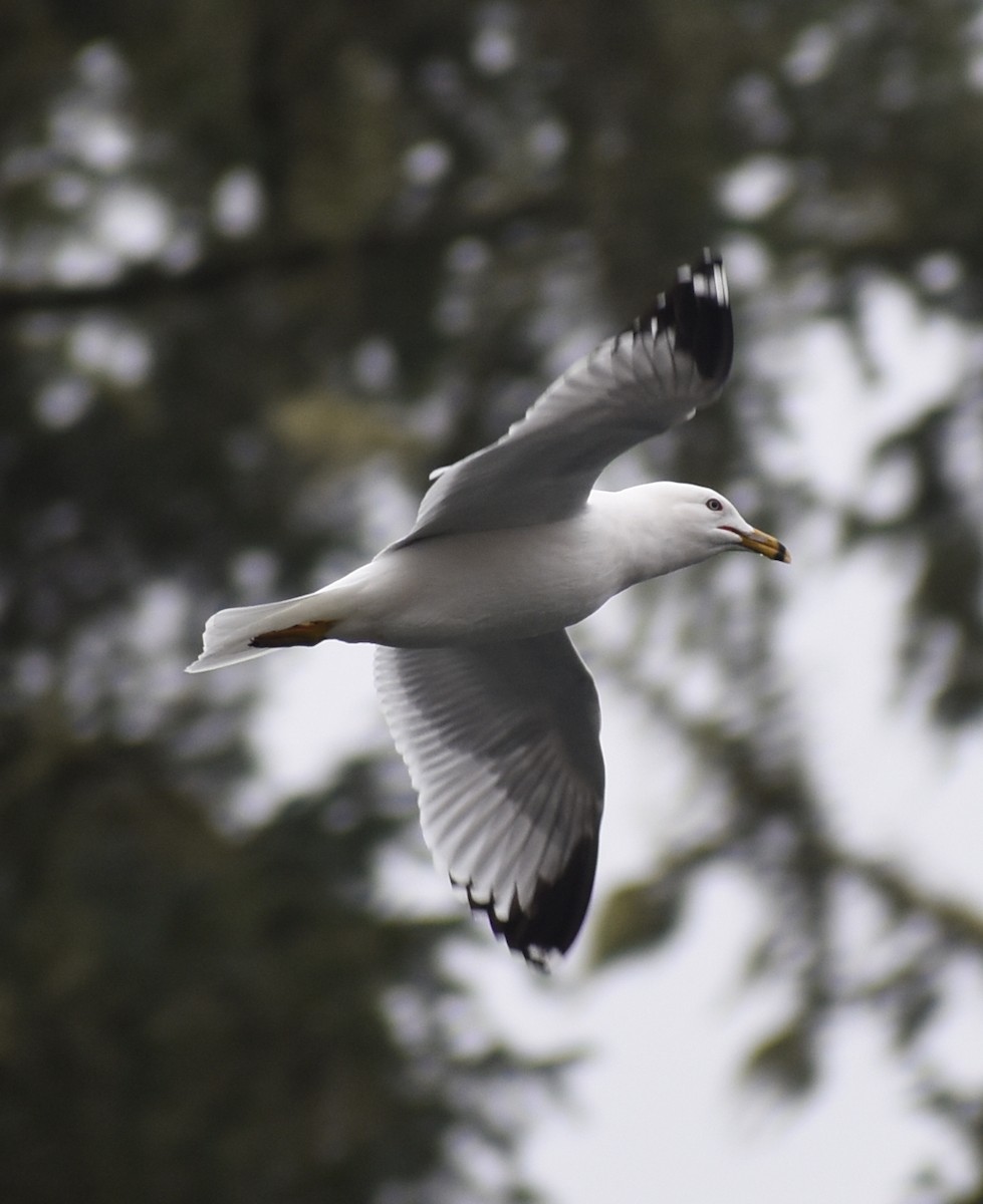 Ring-billed Gull - M. Rogers