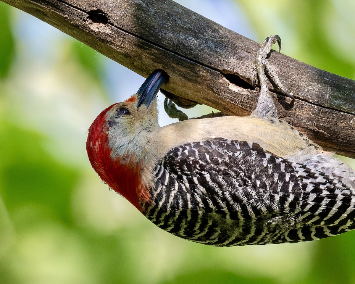 Red-bellied Woodpecker - Rob Kanter