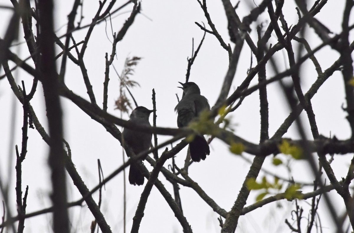 Gray Catbird - ML618998706