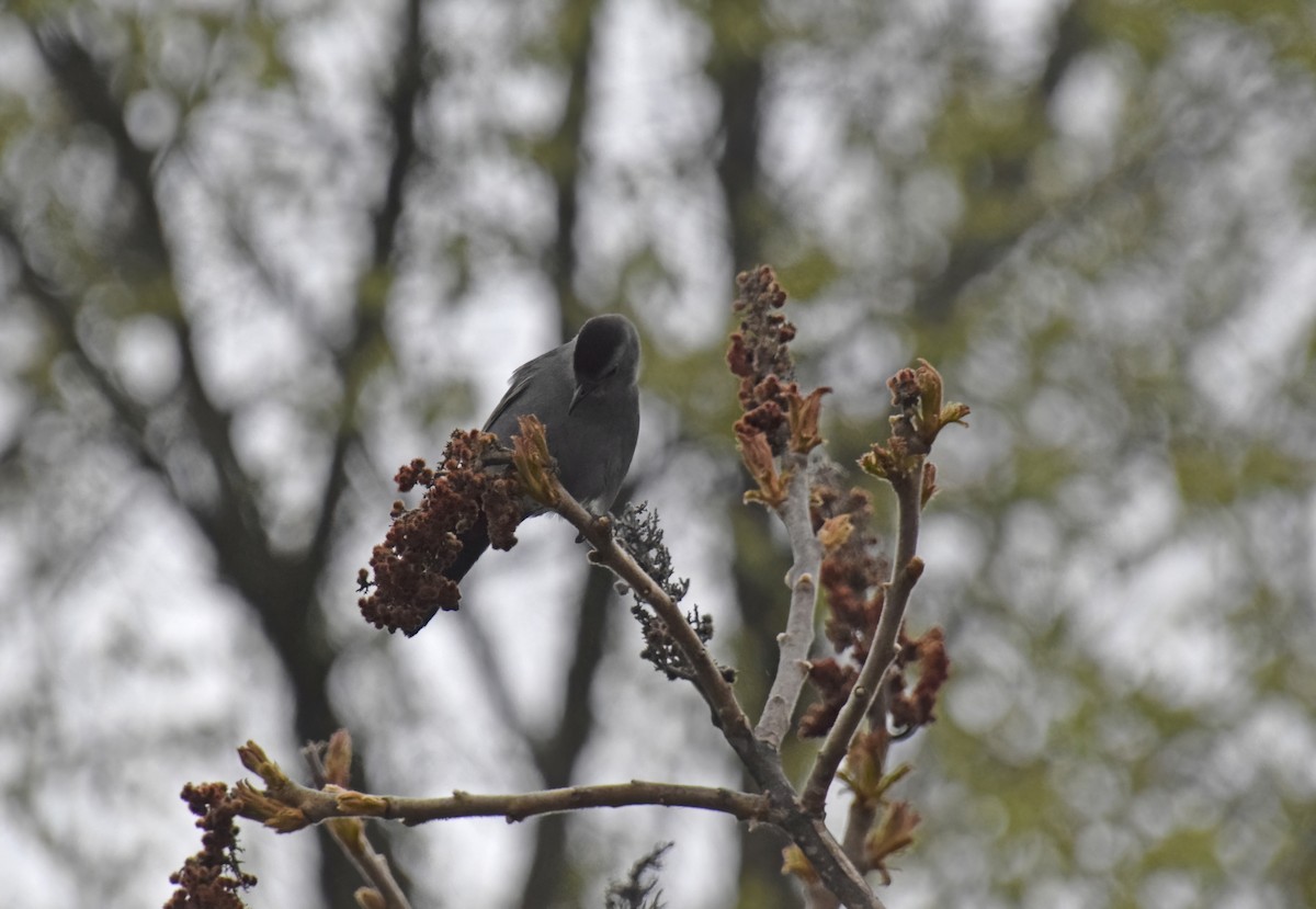 Gray Catbird - ML618998707