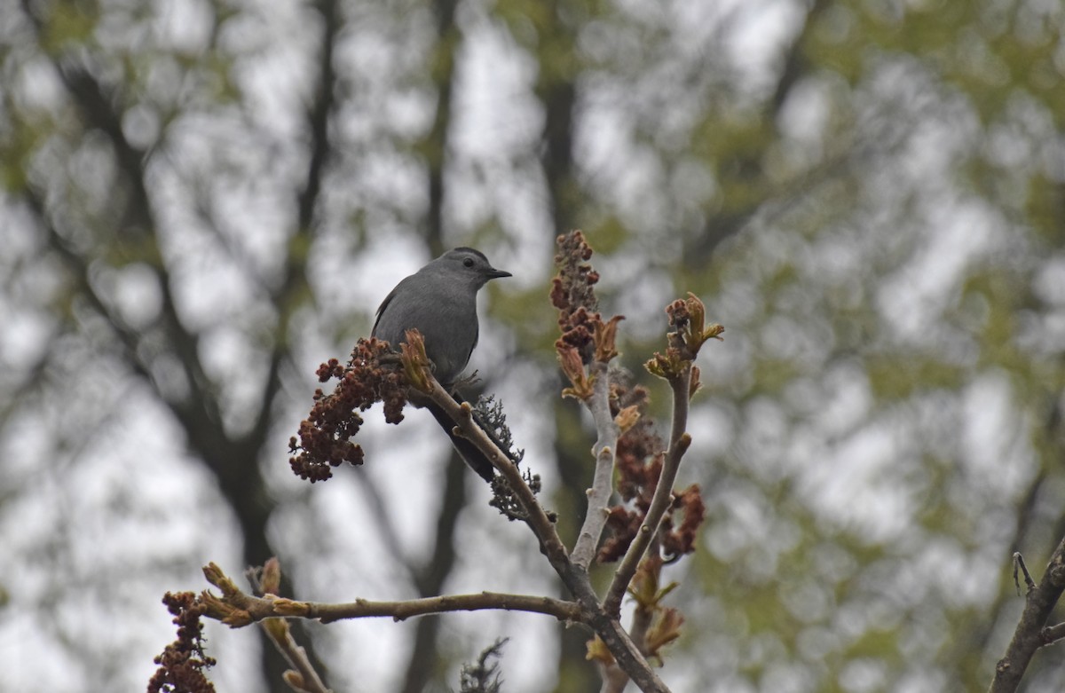 Pájaro Gato Gris - ML618998709