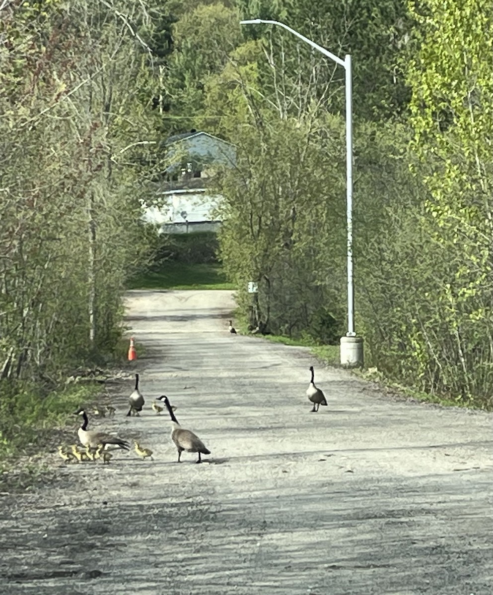 Canada Goose - Louise Chénier