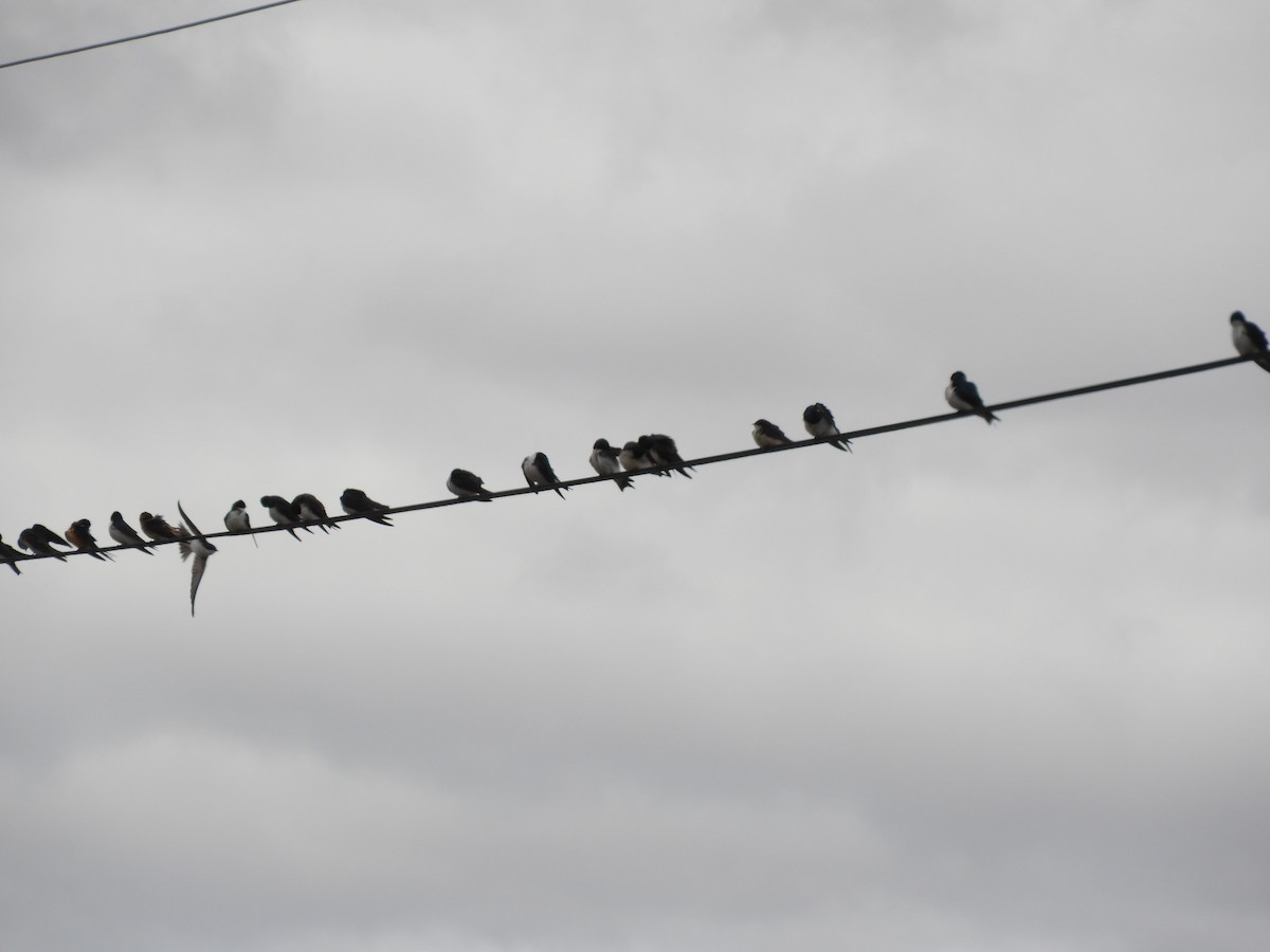 Tree Swallow - Kathleen Spicer