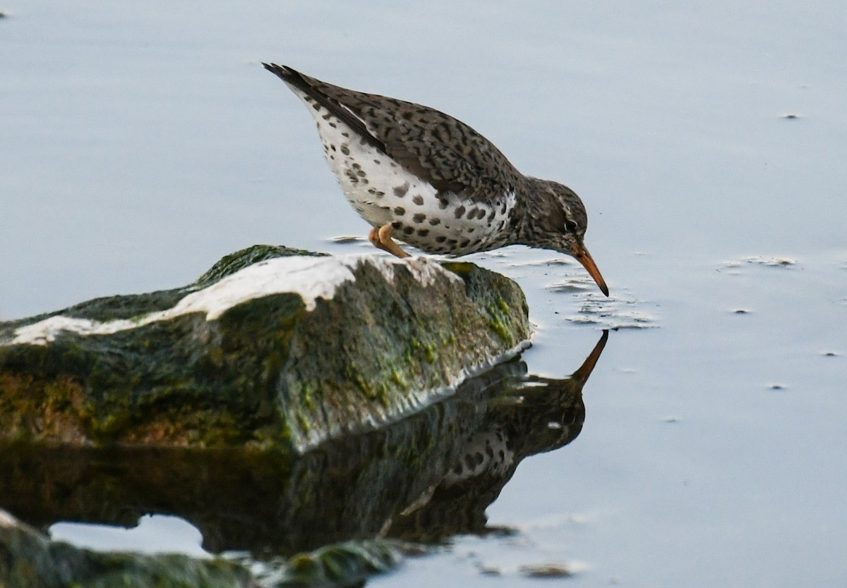 Spotted Sandpiper - ML618998830