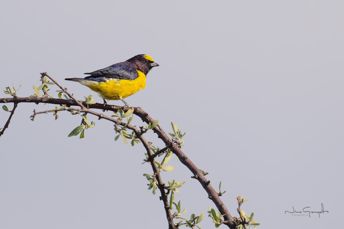 Purple-throated Euphonia - Aldo Grangetto