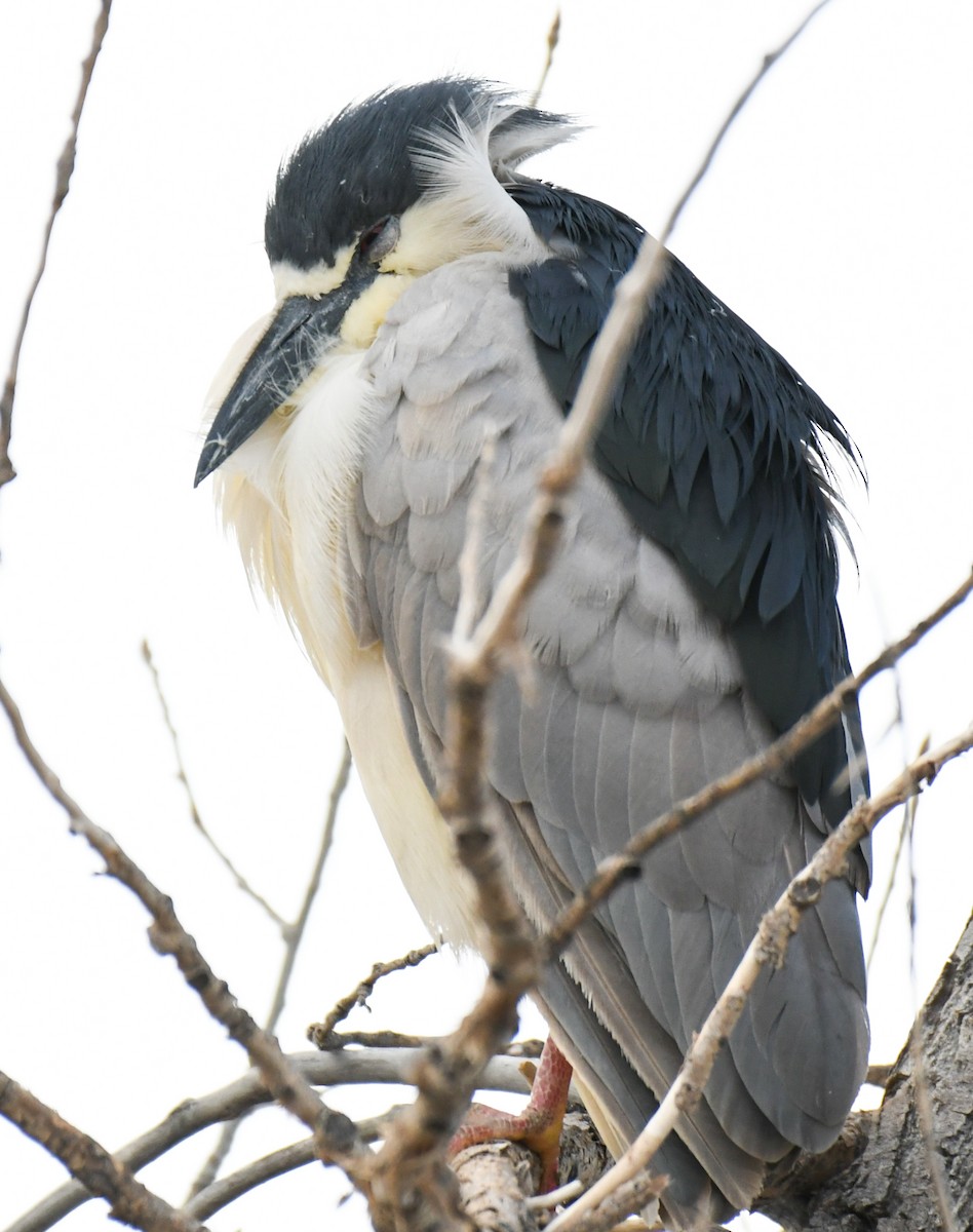 Black-crowned Night Heron - ML618998856