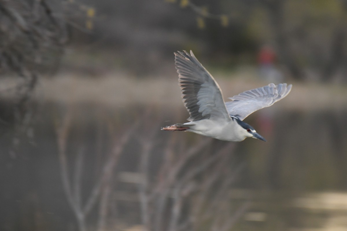 Black-crowned Night Heron - ML618998857