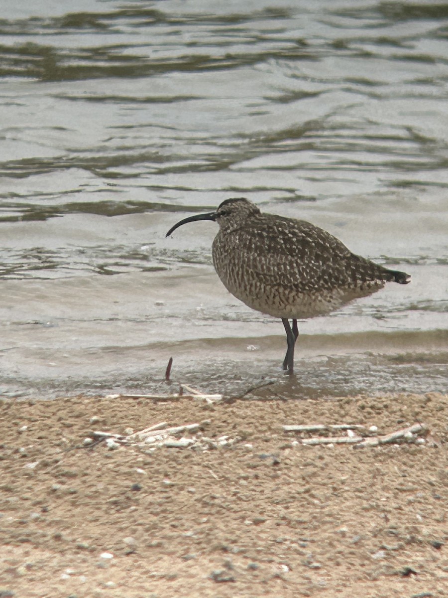 Whimbrel - Suzie Knoll