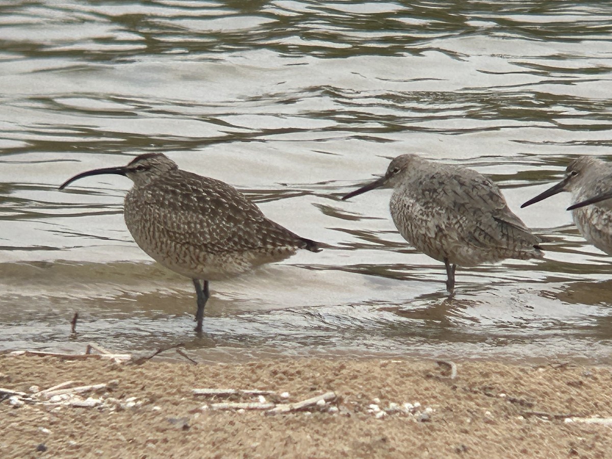 Whimbrel - Suzie Knoll