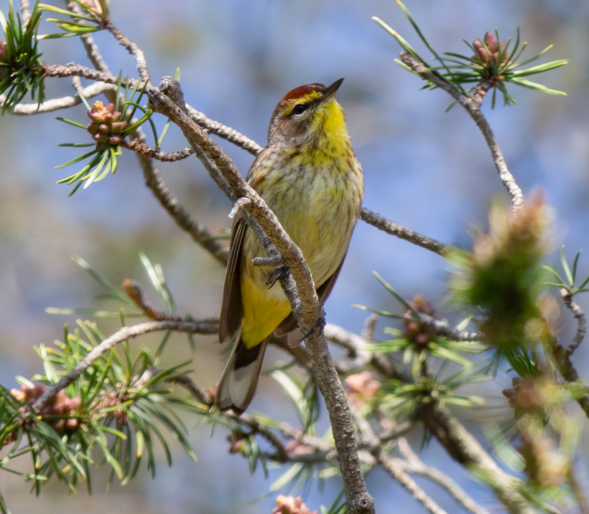 Palm Warbler - ML618998872