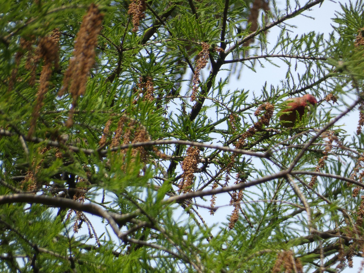 House Finch - ML618998873