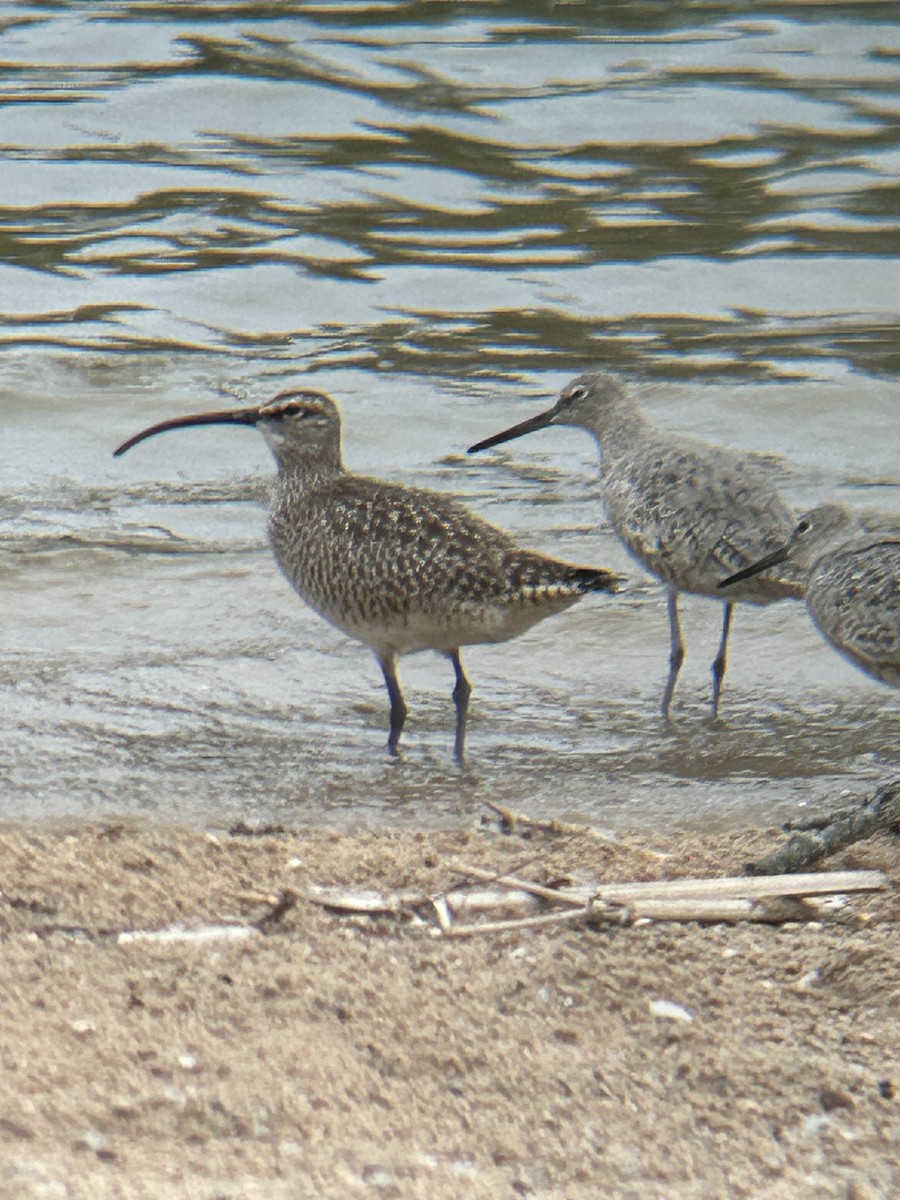 Willet - ML618998889