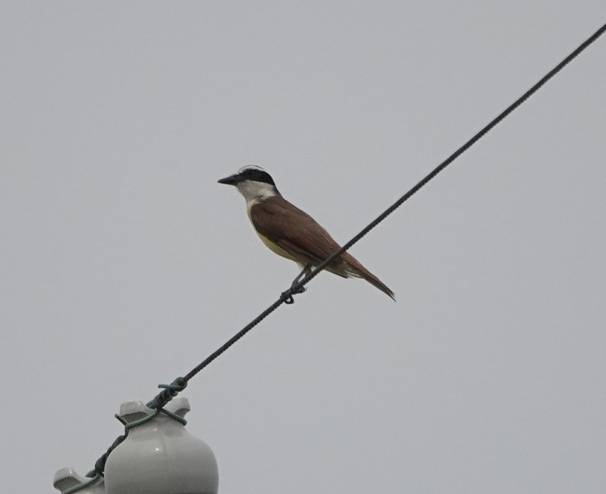 Great Kiskadee - Howard Laidlaw