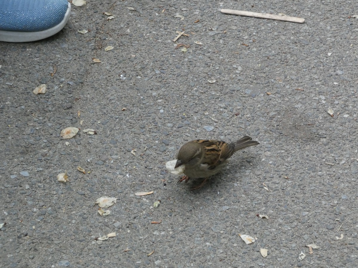 House Sparrow - ML618998900