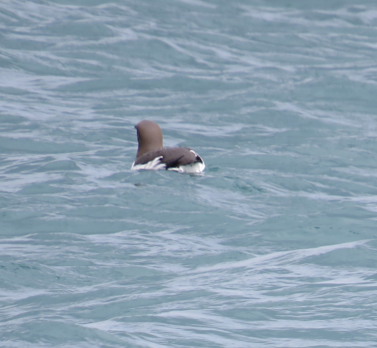 Common Murre - Sally Bergquist