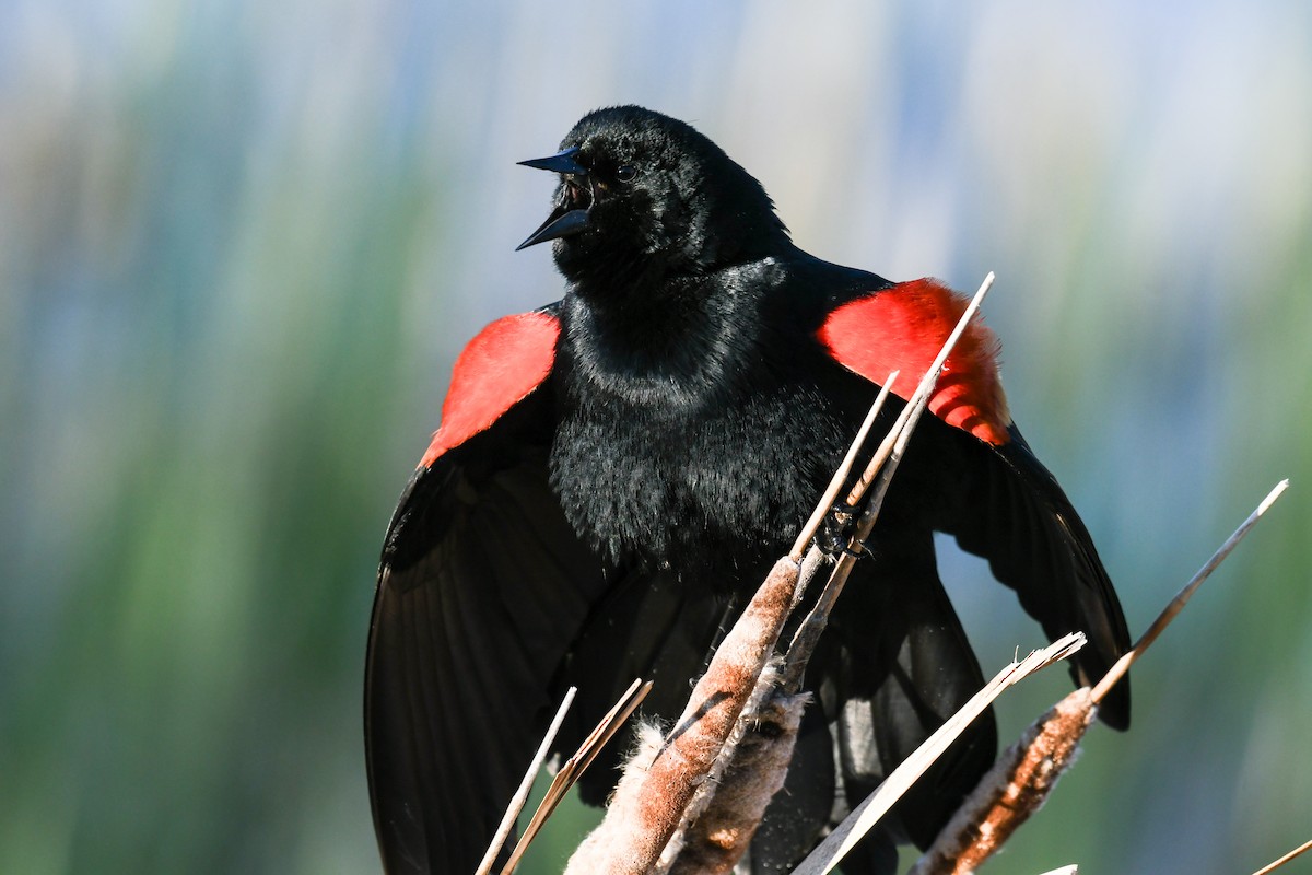 Red-winged Blackbird - Debra Pirrello