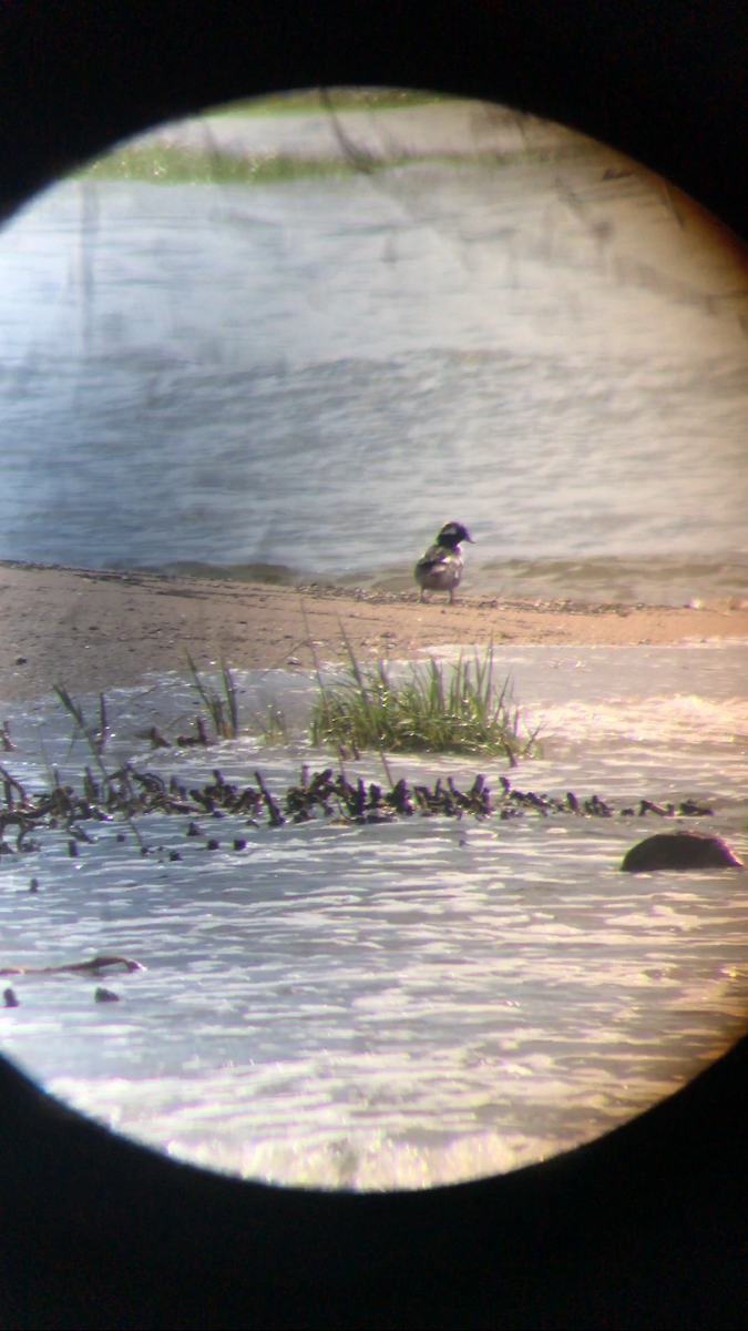 Bufflehead - ML61899891