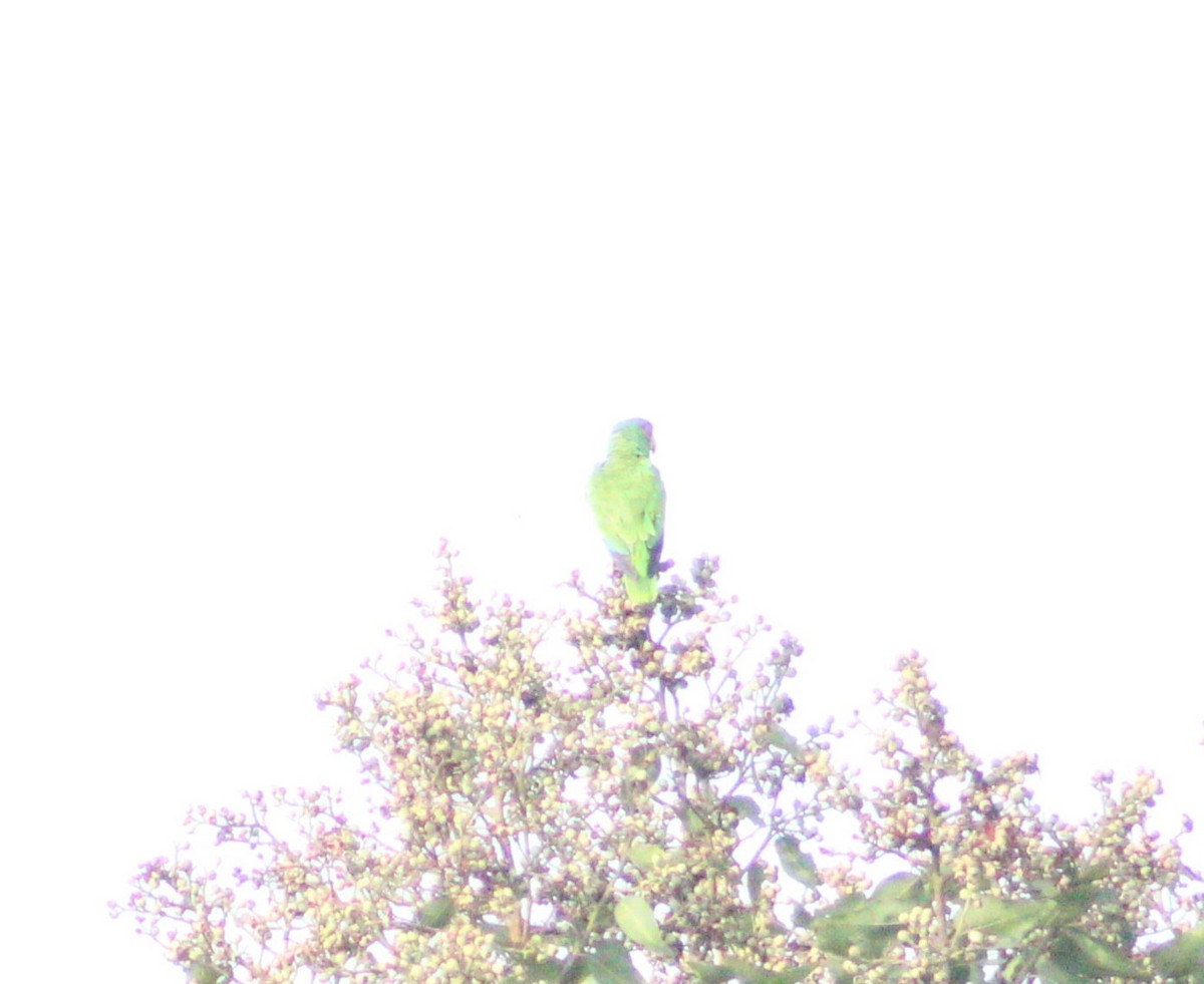White-fronted Parrot - Diego  Lima