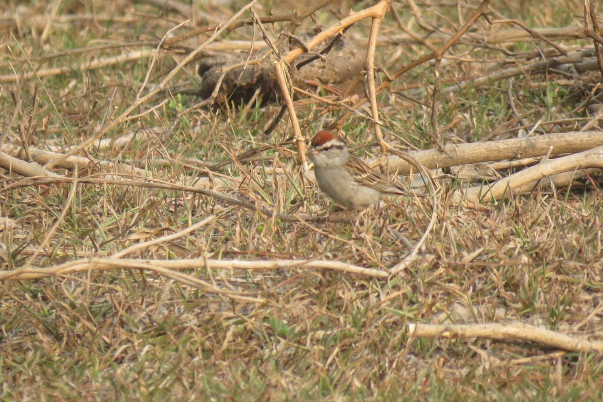 Chipping Sparrow - ML618998922