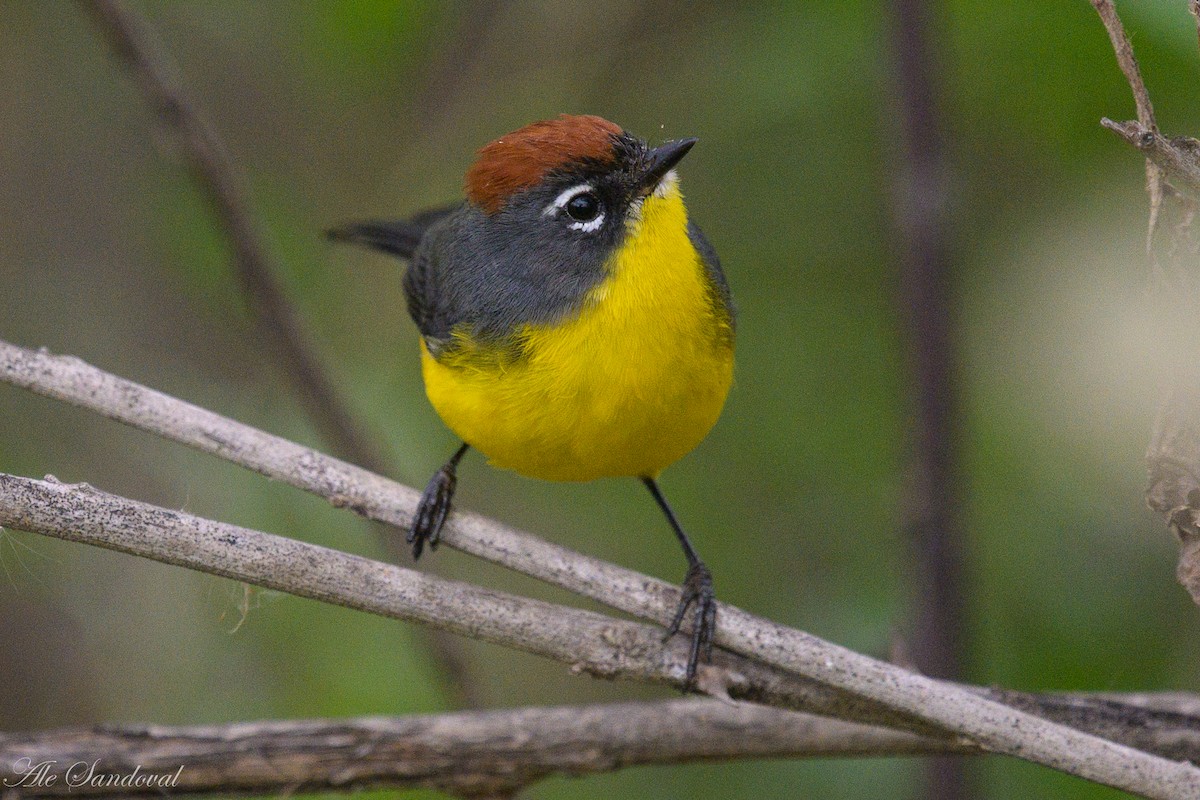 Brown-capped Redstart - Alejandro Sandoval