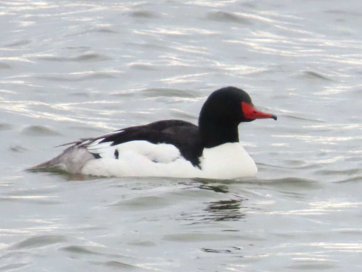 Common Merganser - ML618998950