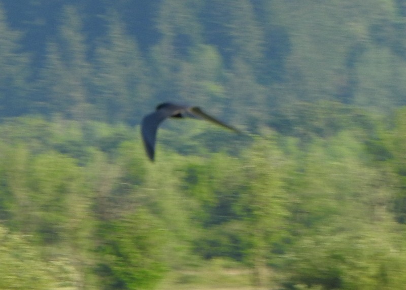 Black Tern - Andy Frank