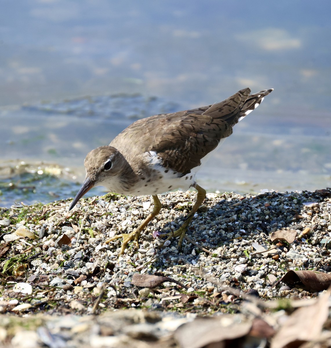 Spotted Sandpiper - ML618998977