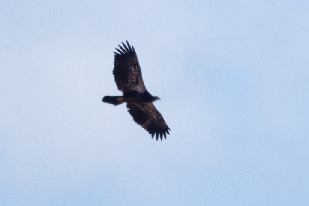 Bald Eagle - Mitch (Michel) Doucet